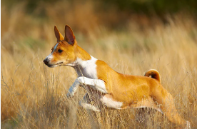 Raças de Cães Mais Adequadas para Climas Quentes