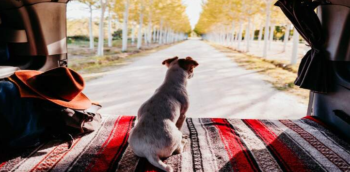 Como Planejar uma Viagem de Carro Segura e Divertida com Seu Cachorro