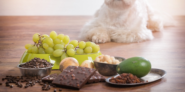 Alimentos Tóxicos para Cães: O Que Você Precisa Saber para Proteger Seu Amigo