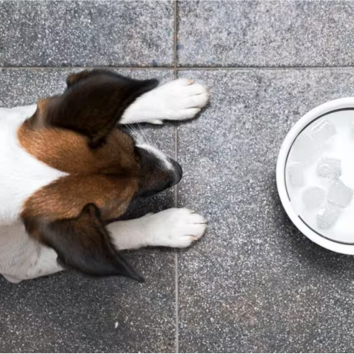 Cachorros Podem Comer Gelo Cubos de Gelo e Água Gelada São Perigosos