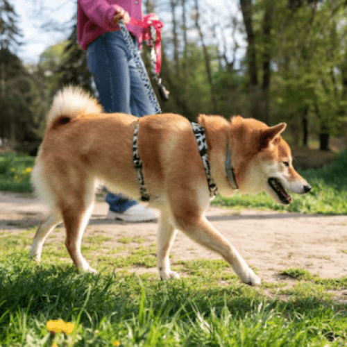 Acessórios de Segurança para Pets: O Que Considerar para a Proteção do Seu Amigo