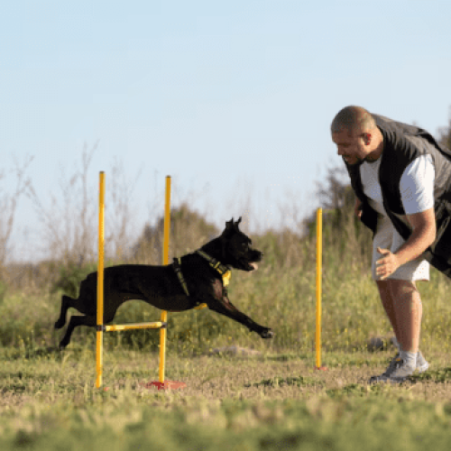 Como Entender e Corrigir Comportamentos Indesejados em Seu Pet