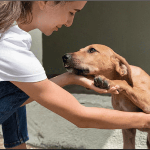 Adoção de Pets: Campanhas e Eventos que Promovem o Amor Animal