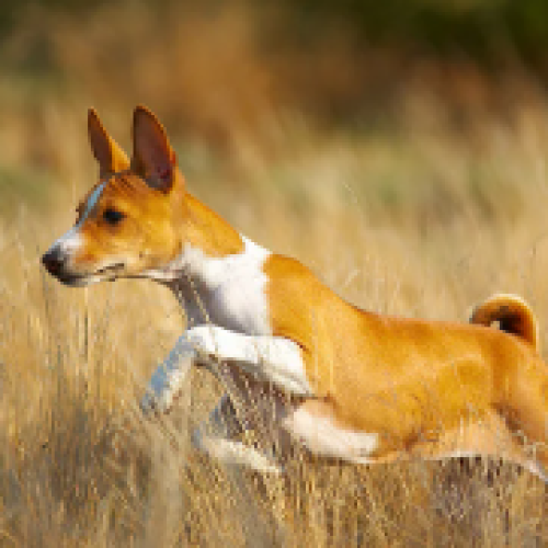 Raças de Cães Mais Adequadas para Climas Quentes