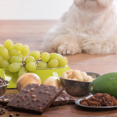 Alimentos Tóxicos para Cães: O Que Você Precisa Saber para Proteger Seu Amigo