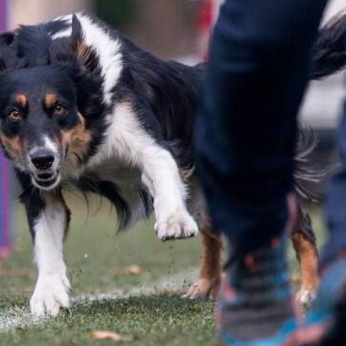 5 Maneiras Divertidas De Exercitar Seu Cão