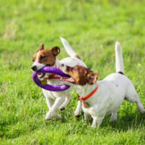 Dicas para Socializar Seu Pet: Como Promover uma Boa Relação com Outros Animais e Pessoas