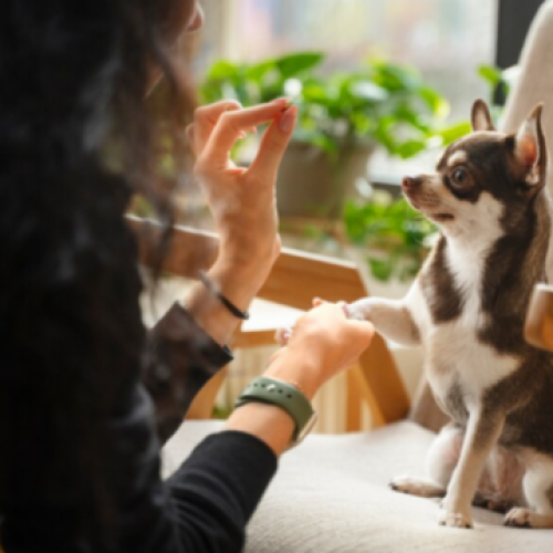 Treinamento Básico para Cães: Passo a Passo para Ensinar Comandos Essenciais