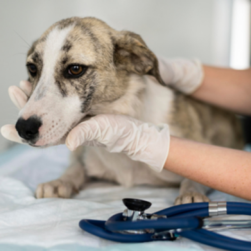 Prevenção de Doenças em Pets: Vacinas e Check-ups Regulares